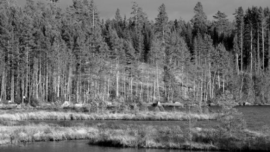 Forest. Värmland photo