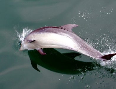 Dolphin at play 4