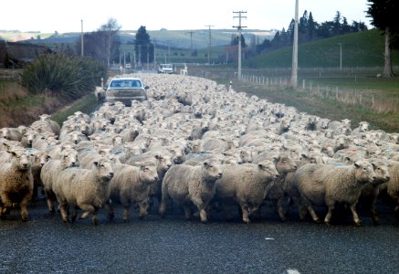 New Zealand traffic jam. photo