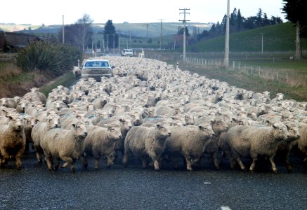 New Zealand traffic jam.