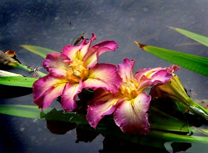 The Iris.