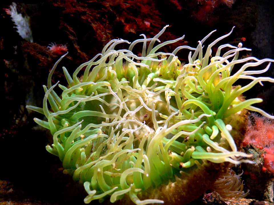 Monterey Aquarium.anemones