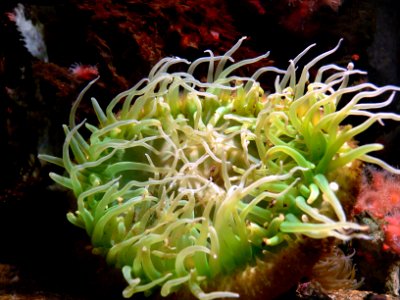 Monterey Aquarium.anemones photo