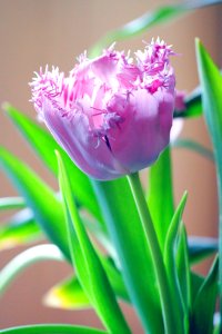 Purple tulip photo
