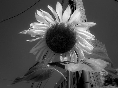 LIC Sun flower