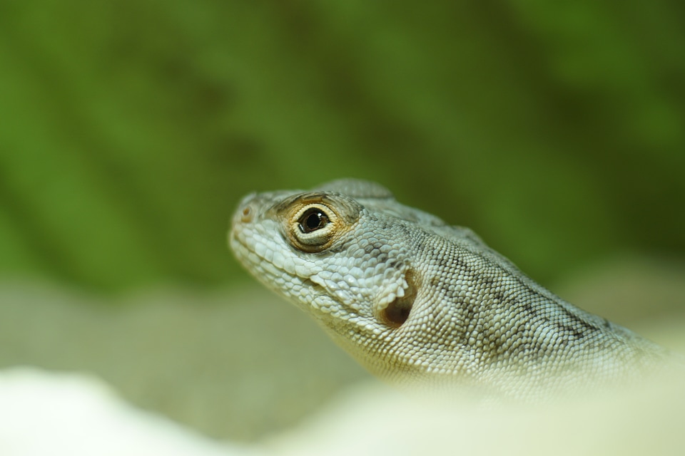 Madagascar iguana oplurus iguana scale