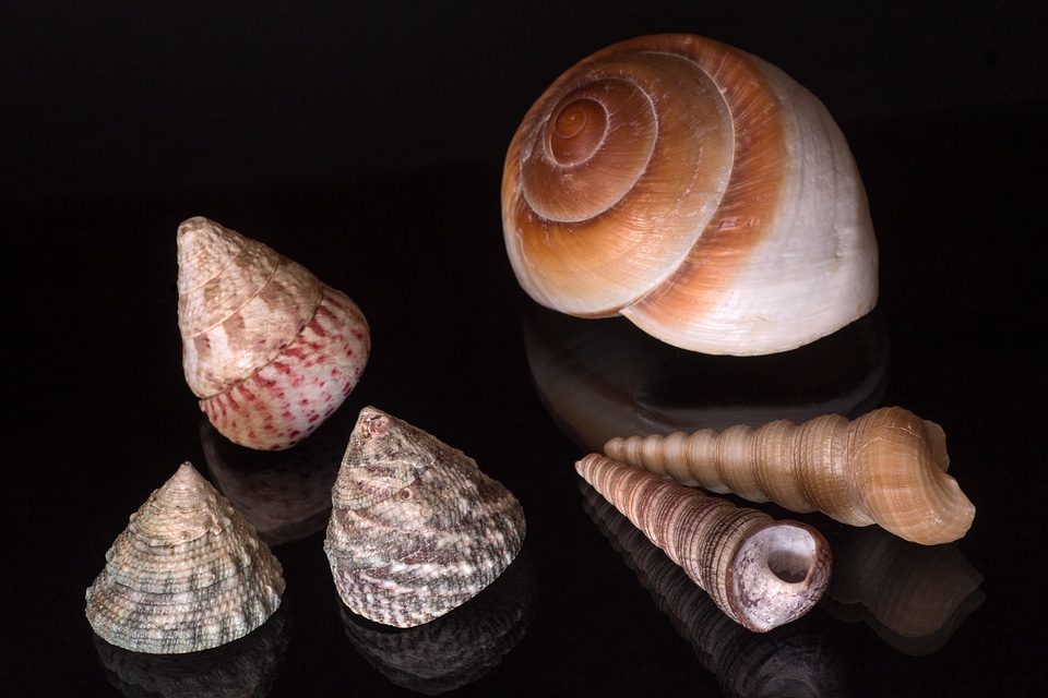 Still life mussels mirroring