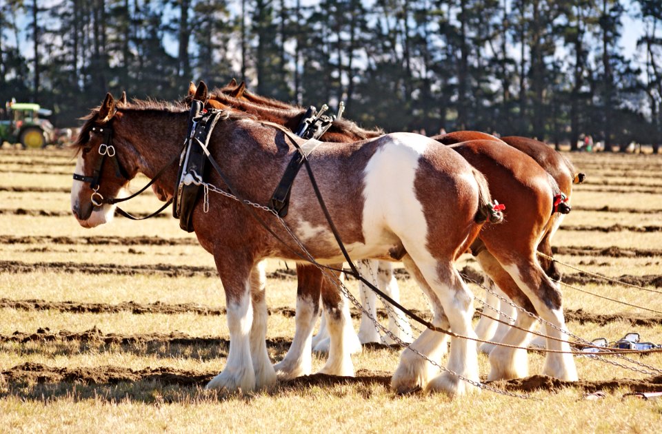 Horse Ploughing (34)