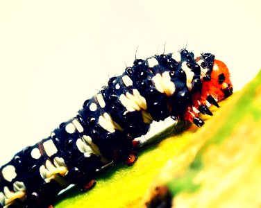 Caterpillar