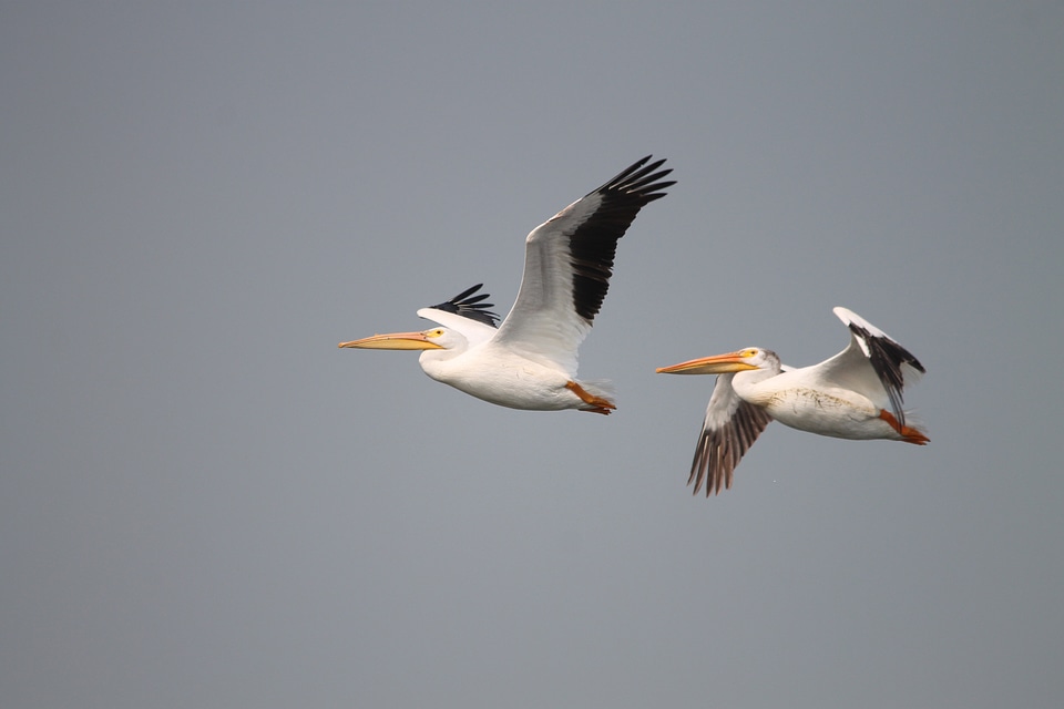 Pelecanus flying north dakota
