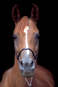 Saabirah 584 -1