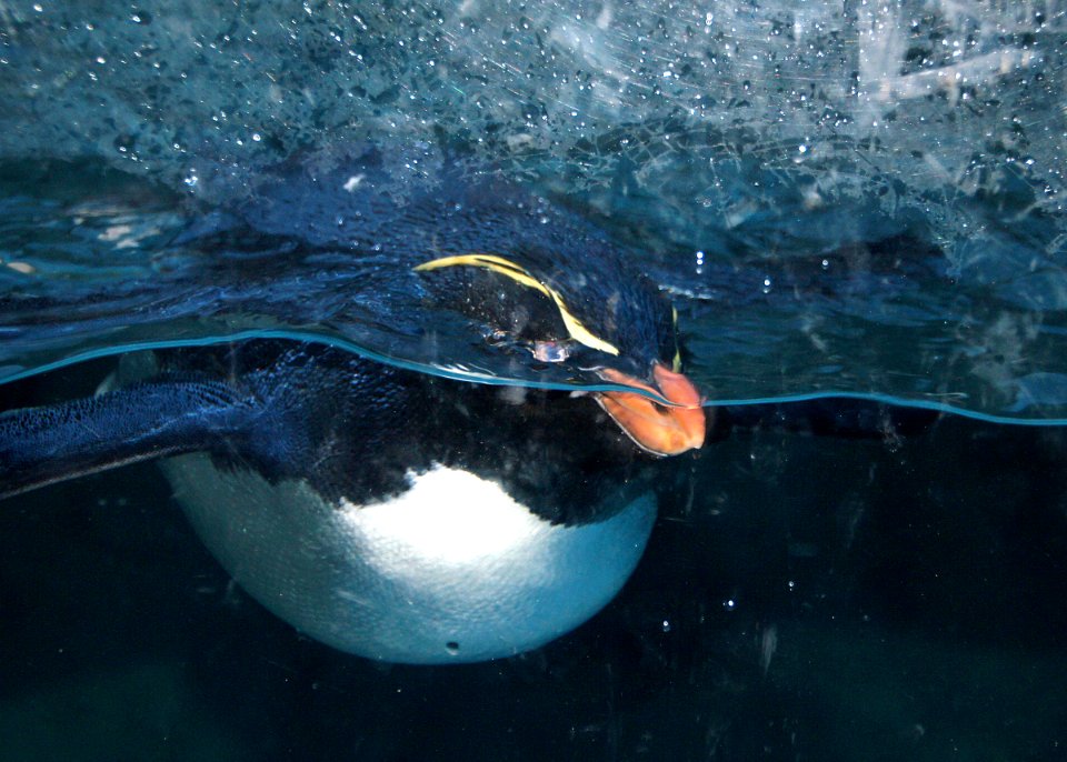 Rockhopper penguins (1)