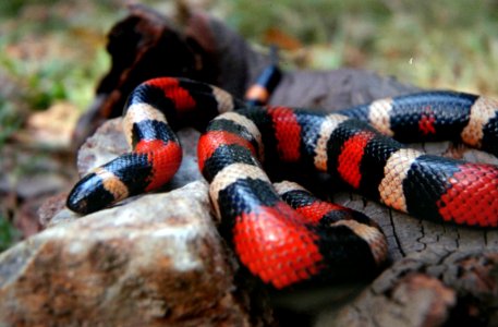 Mexican Milk Snake.