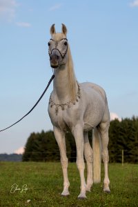Dschandru OS170595