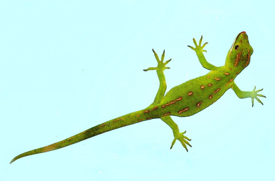Northland green gecko (Naultinus grayi). New Zealand.