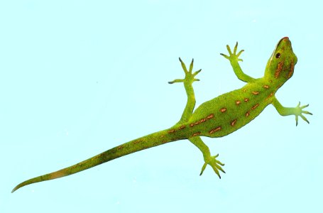 Northland green gecko (Naultinus grayi). New Zealand. photo