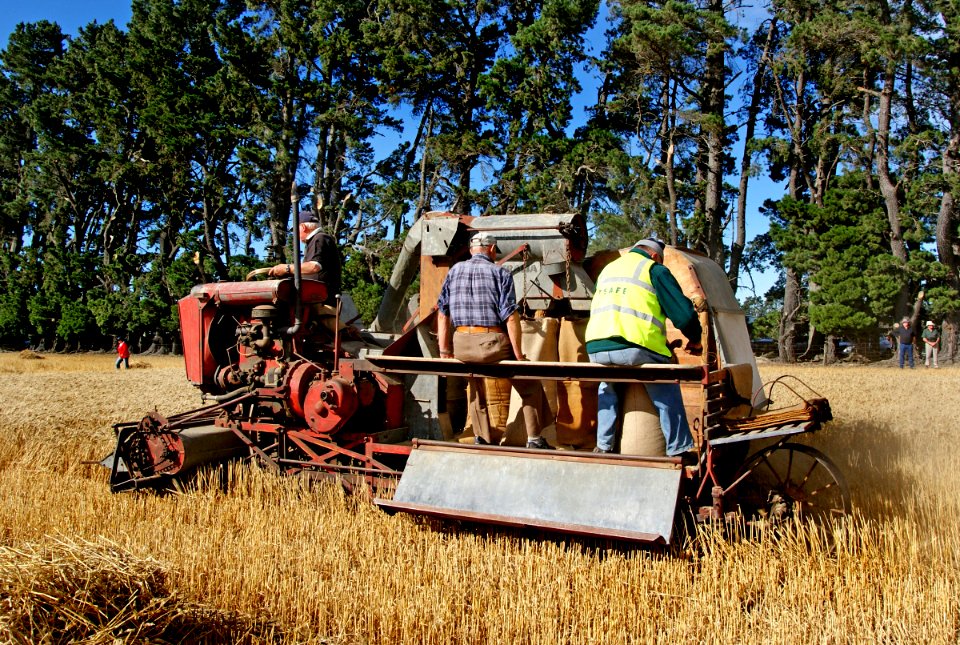 Sunshine KT 1938. Harvesting wheat.