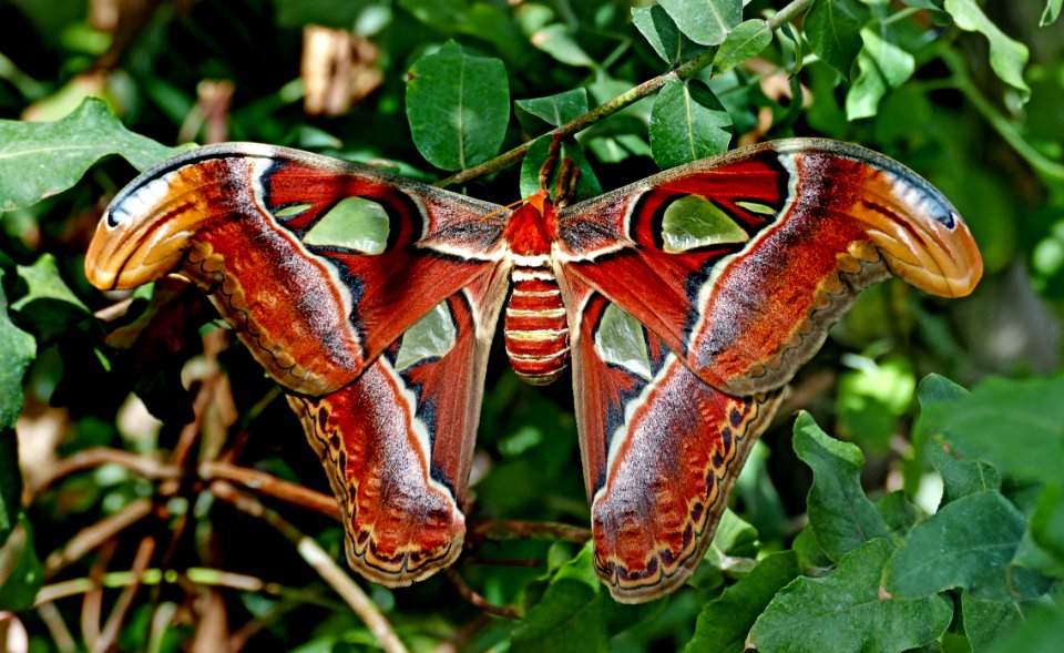 Atlas Moth (Attacus atlas)