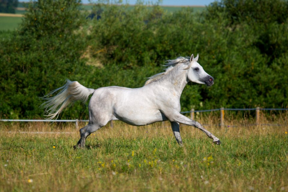 Shamao 20163859