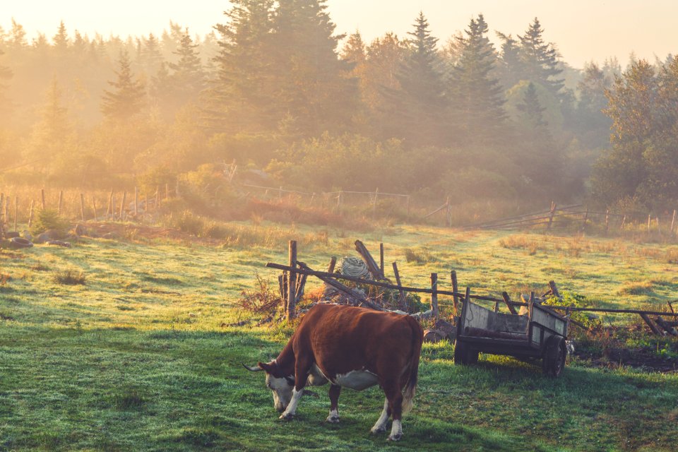 Nova Scotia Pasture Sunrise photo