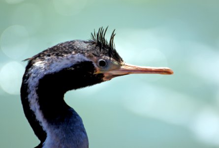 Spotted shag. NZ photo