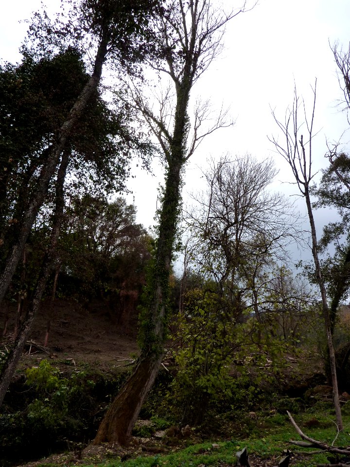 Bosque otoñal