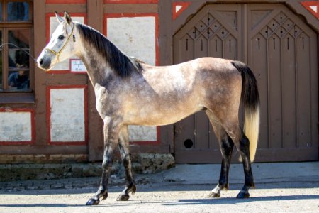 WM Shalimar OS201669