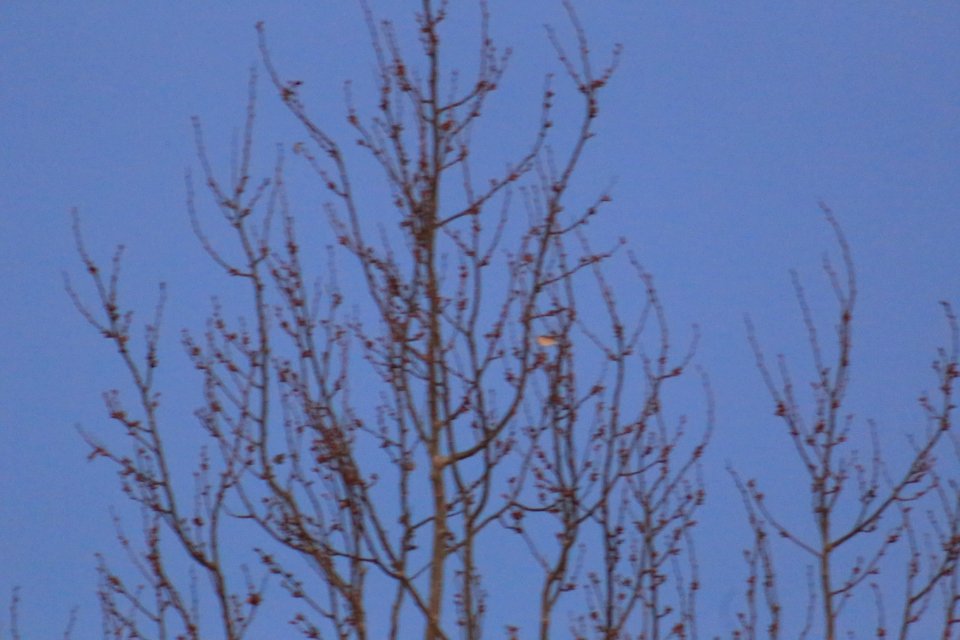 IMG 4254