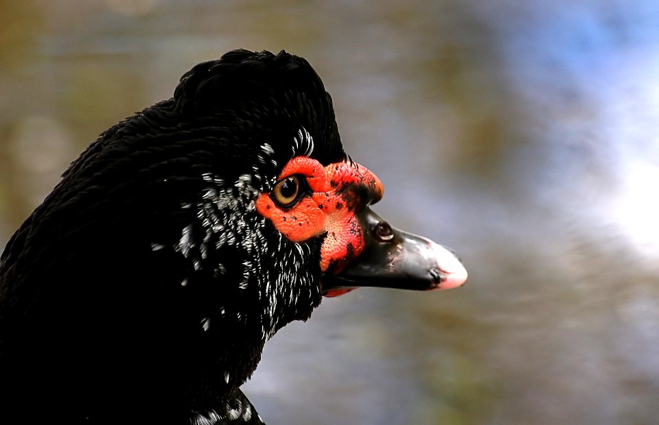 Muscovy Duck. (Cairina moschata)