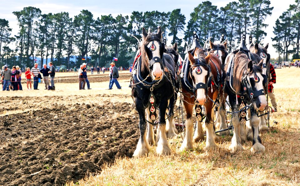 Horse Ploughing (14)