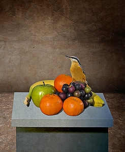 Still life fruits bird