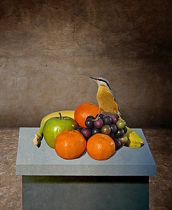 Still life fruits bird photo