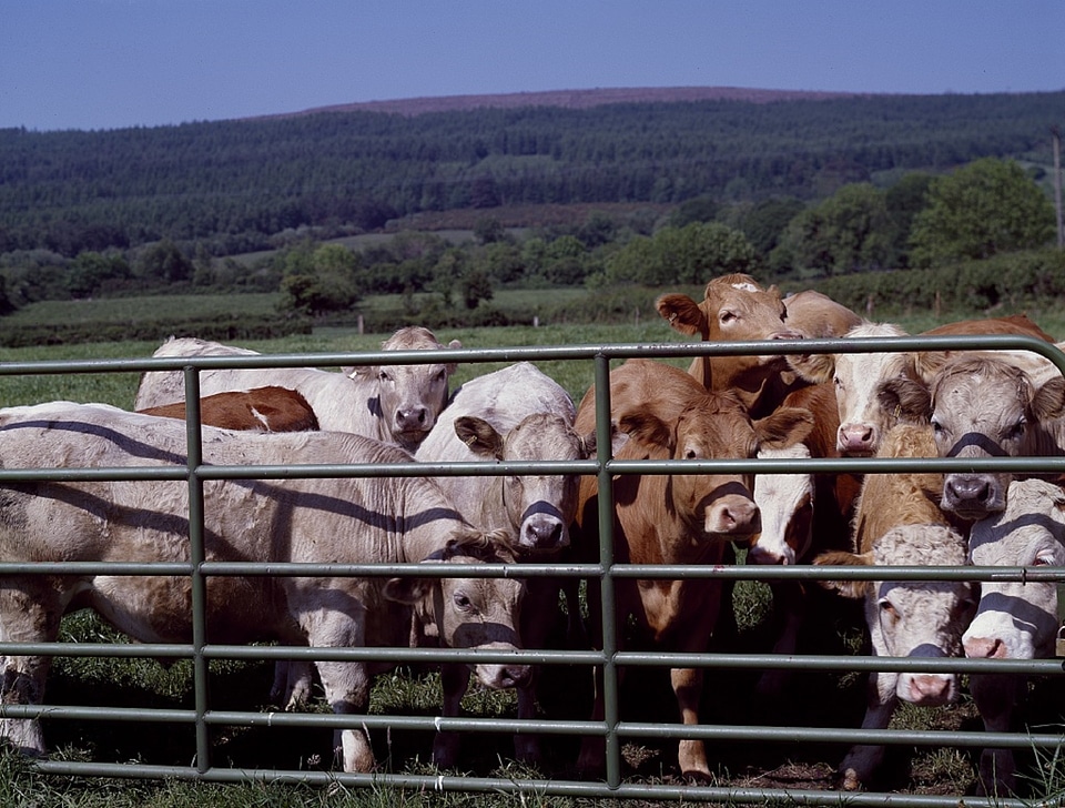 Agriculture farm rural country