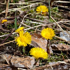 Tussilago. Vår photo