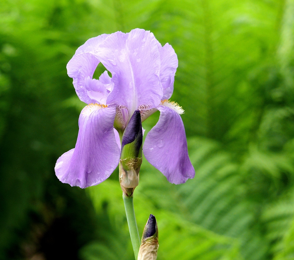 Garden flowering spring