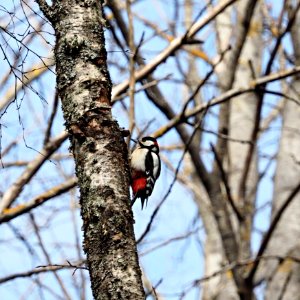 Spring woodpecker photo