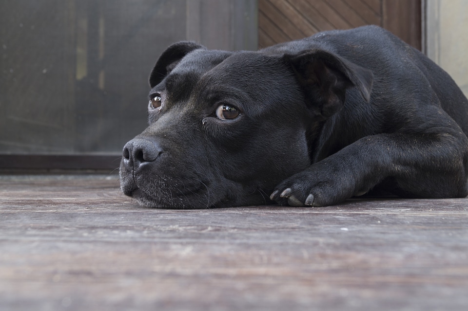 Tired animal gray dog
