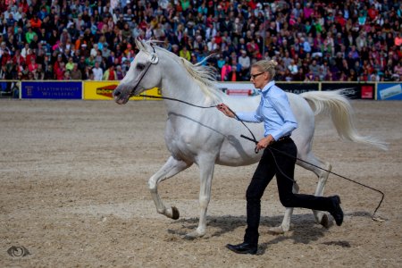 HP150382(c) Oliver-Seitz