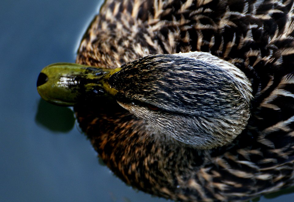 Mallard female (1)