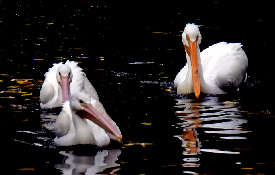 American White Pelican.