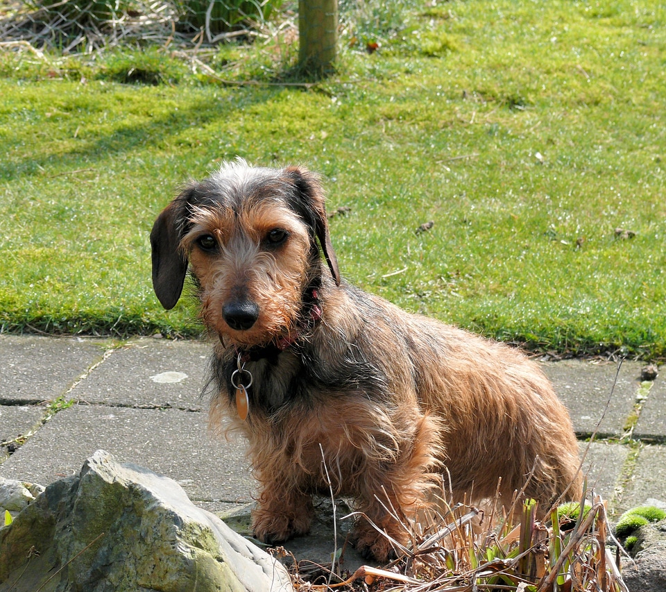 Kaninchen dachshund animal dog