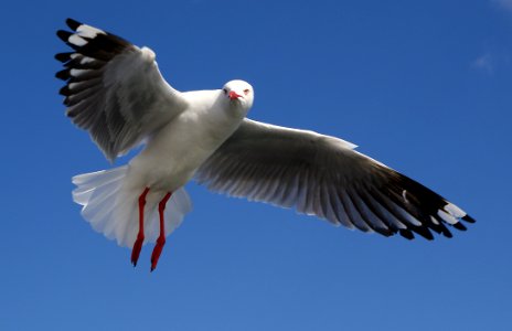 Red Billed gulls (6) photo