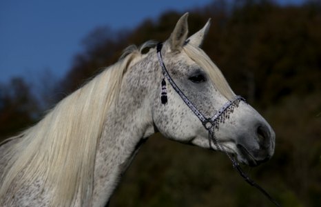 Nassarina091014 749 -1