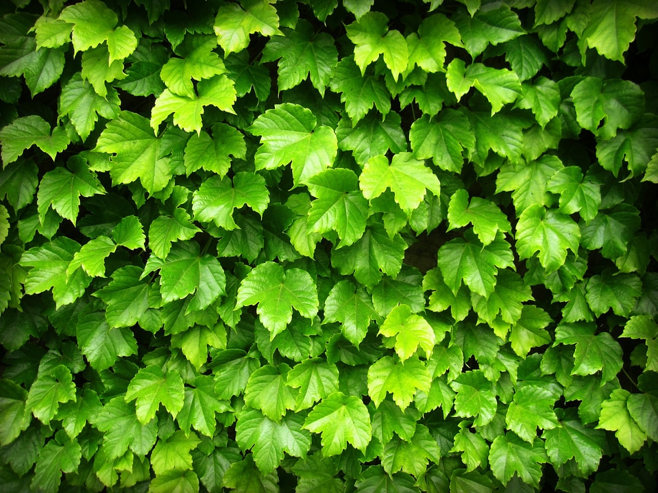 Nature leaf plant