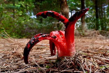 Clathrus archeri. (Octopus fungi)