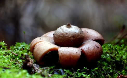 Geastrum (earthstars) photo