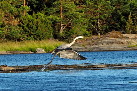 Häger vid Stora Tallskär