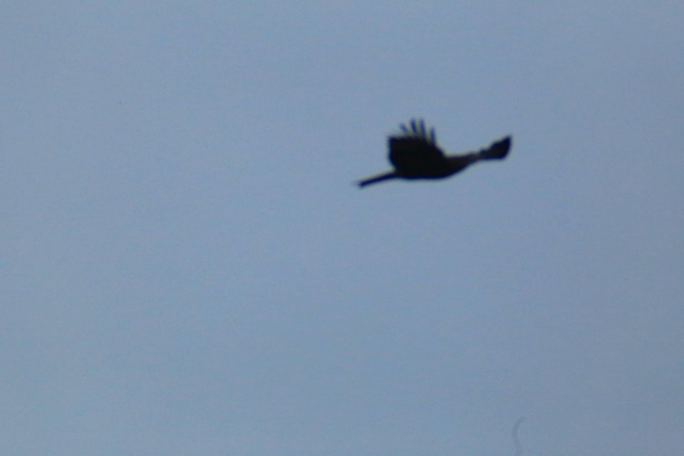 IMG 4351