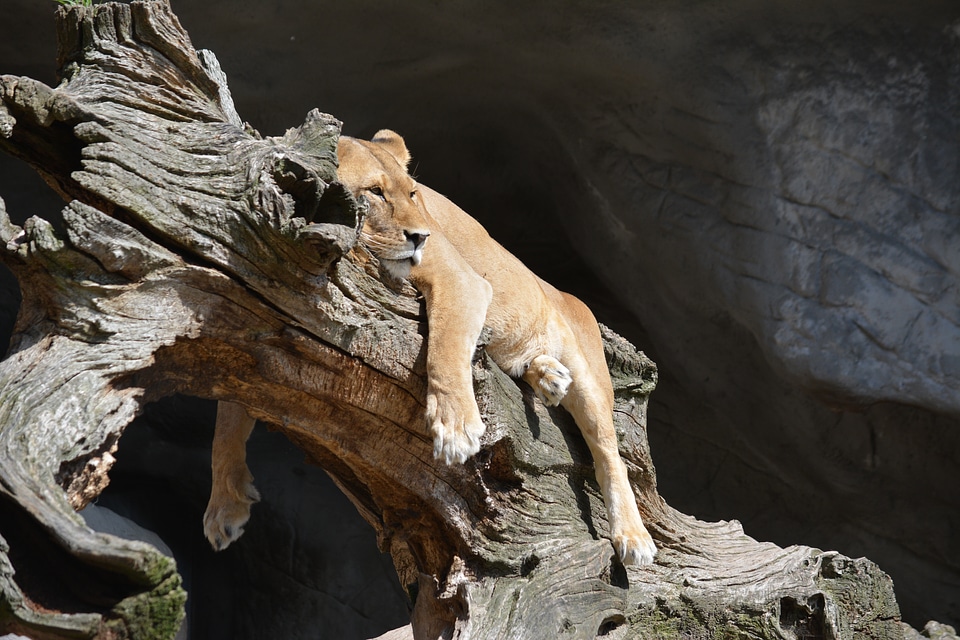 Rest predator big cat