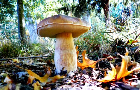 Bolete fungi. photo